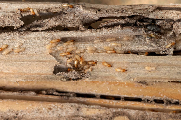 Reliable Imperial, MO Pest Control Solutions