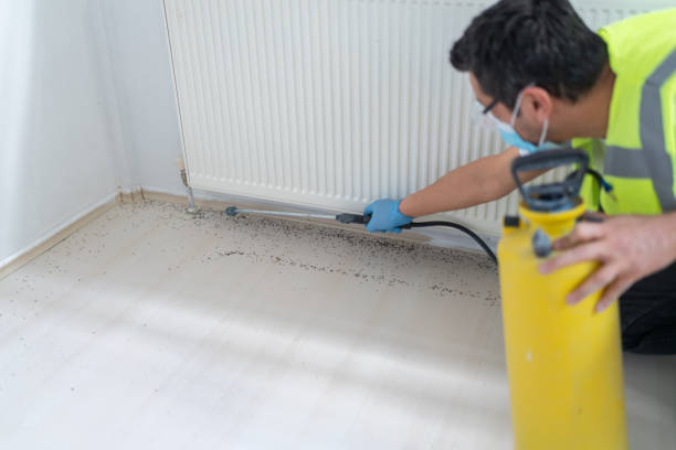 Wasp Removal Services in Imperial, MO